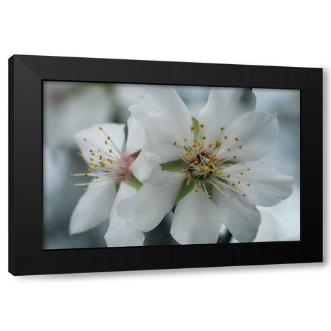 Spring Blossoms IV Black Modern Wood Framed Art Print by Geyman, Vitaly