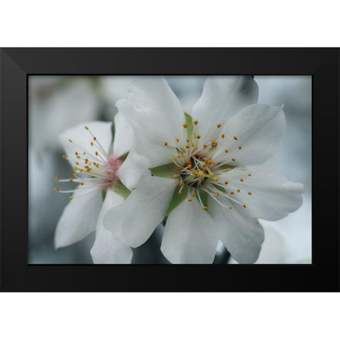 Spring Blossoms IV Black Modern Wood Framed Art Print by Geyman, Vitaly