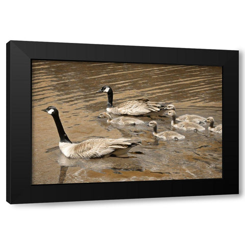 Canadian Geese Black Modern Wood Framed Art Print by Geyman, Vitaly