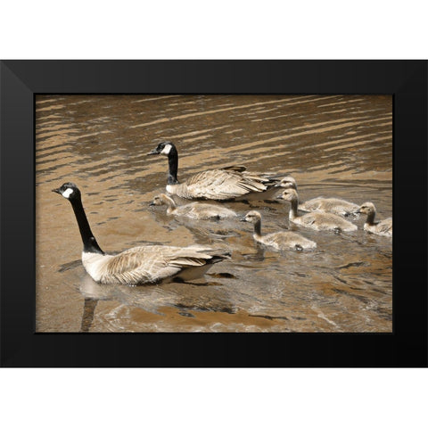 Canadian Geese Black Modern Wood Framed Art Print by Geyman, Vitaly