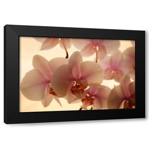 Pure Orchids Black Modern Wood Framed Art Print by Geyman, Vitaly