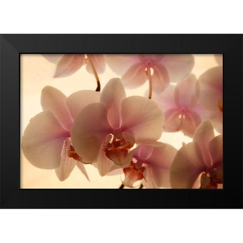 Pure Orchids Black Modern Wood Framed Art Print by Geyman, Vitaly
