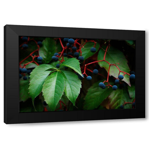 Vinyard Mozaic Black Modern Wood Framed Art Print with Double Matting by Geyman, Vitaly