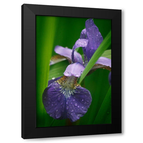 Wild Iris Black Modern Wood Framed Art Print with Double Matting by Geyman, Vitaly
