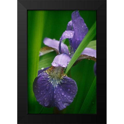 Wild Iris Black Modern Wood Framed Art Print by Geyman, Vitaly