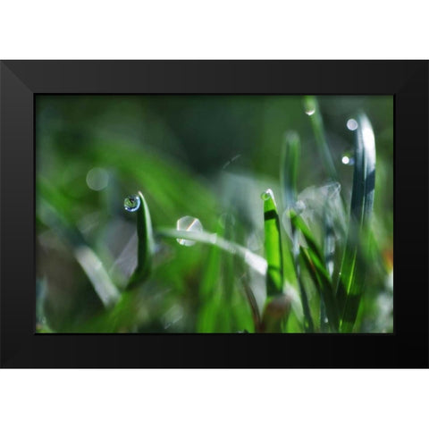 Dew Drops I Black Modern Wood Framed Art Print by White, Leesa