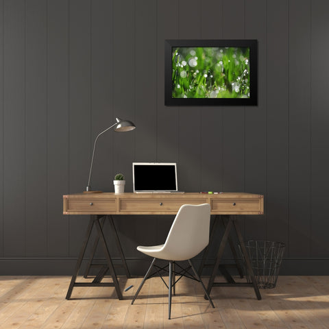 Dew Drops II Black Modern Wood Framed Art Print by White, Leesa