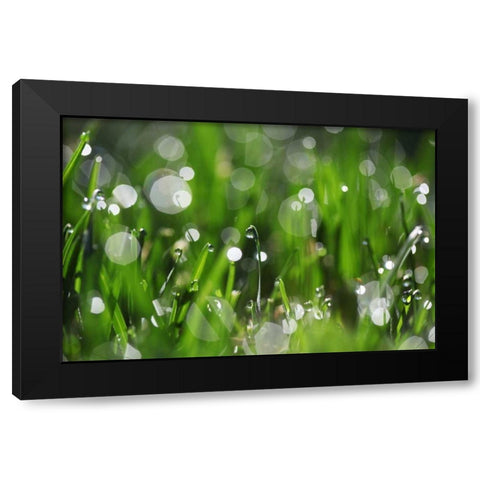 Dew Drops II Black Modern Wood Framed Art Print by White, Leesa