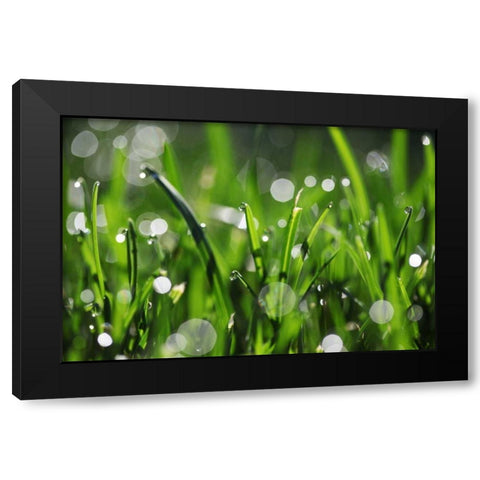 Dew Drops III Black Modern Wood Framed Art Print by White, Leesa
