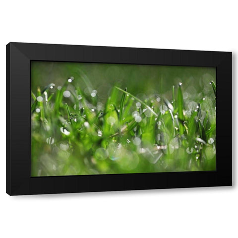 Dew Drops IV Black Modern Wood Framed Art Print by White, Leesa