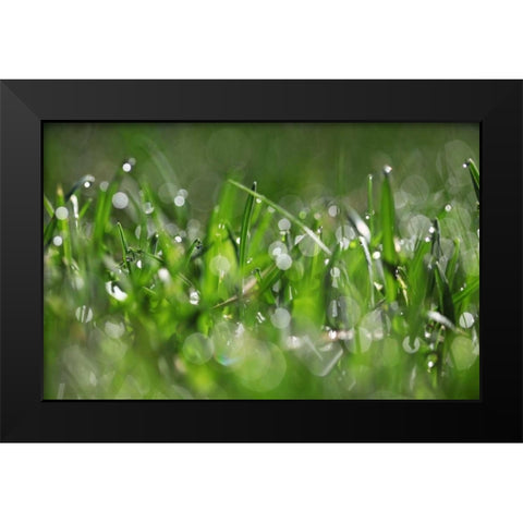 Dew Drops IV Black Modern Wood Framed Art Print by White, Leesa