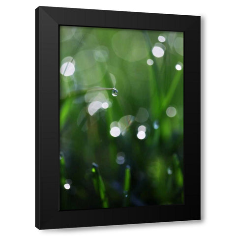 Dew Drops V Black Modern Wood Framed Art Print by White, Leesa