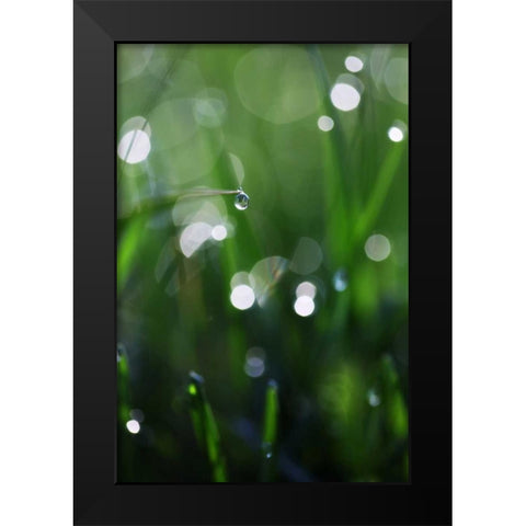 Dew Drops V Black Modern Wood Framed Art Print by White, Leesa