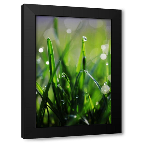 Dew Drops VI Black Modern Wood Framed Art Print with Double Matting by White, Leesa