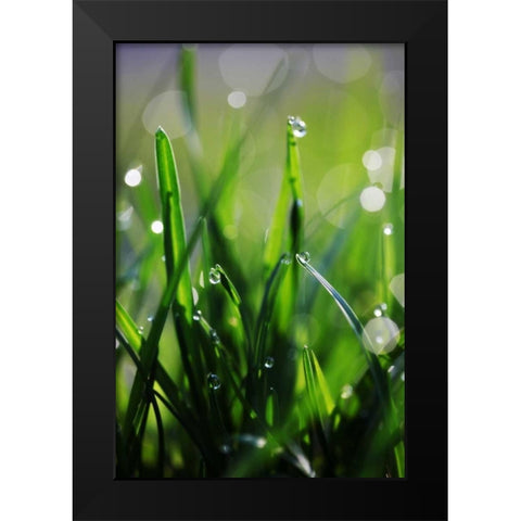 Dew Drops VI Black Modern Wood Framed Art Print by White, Leesa