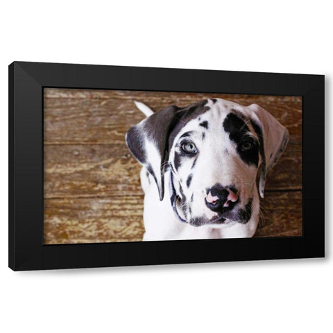 Grace II Black Modern Wood Framed Art Print with Double Matting by White, Leesa