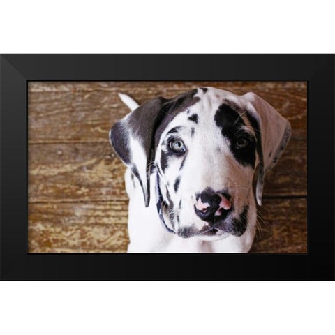 Grace II Black Modern Wood Framed Art Print by White, Leesa