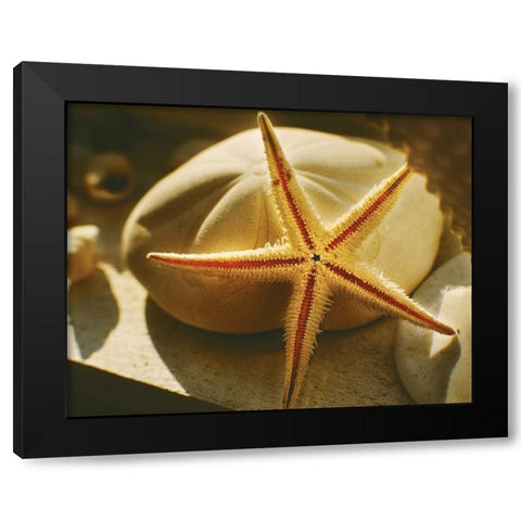 Starfish II Black Modern Wood Framed Art Print with Double Matting by Clayton-Thompson, Philip