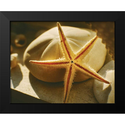 Starfish II Black Modern Wood Framed Art Print by Clayton-Thompson, Philip