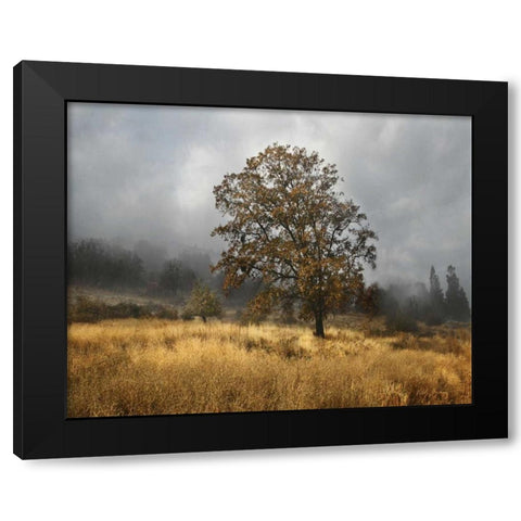 Field of Gold Black Modern Wood Framed Art Print by Geyman, Vitaly