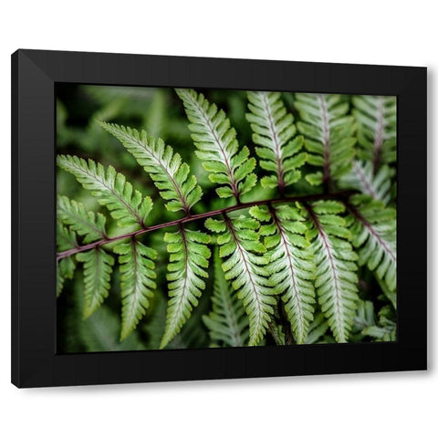 Fern Detail Black Modern Wood Framed Art Print with Double Matting by Head, Danny