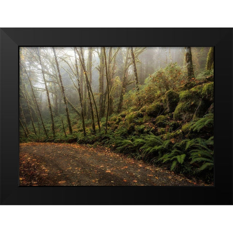 Rain Forest Black Modern Wood Framed Art Print by Head, Danny