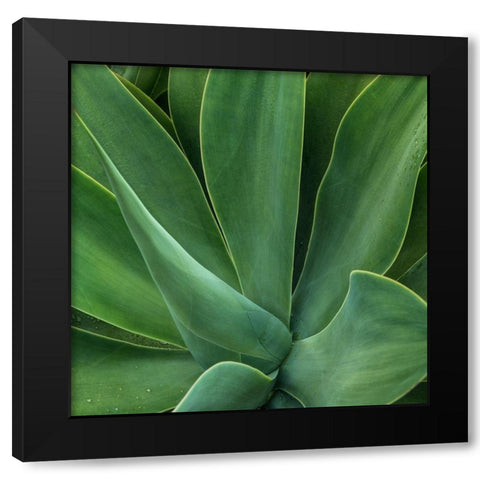 Tropical Macro I Black Modern Wood Framed Art Print with Double Matting by Head, Danny