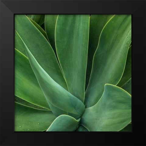 Tropical Macro I Black Modern Wood Framed Art Print by Head, Danny