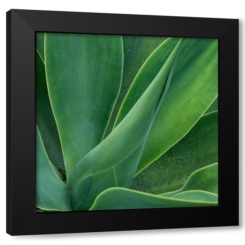 Tropical Macro II Black Modern Wood Framed Art Print by Head, Danny