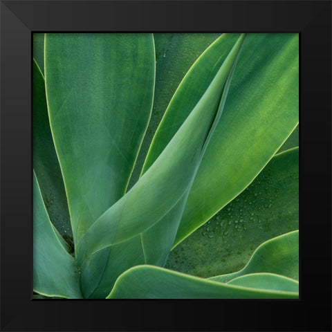Tropical Macro II Black Modern Wood Framed Art Print by Head, Danny