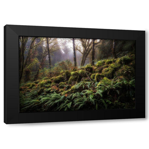Fern Bank Black Modern Wood Framed Art Print by Head, Danny