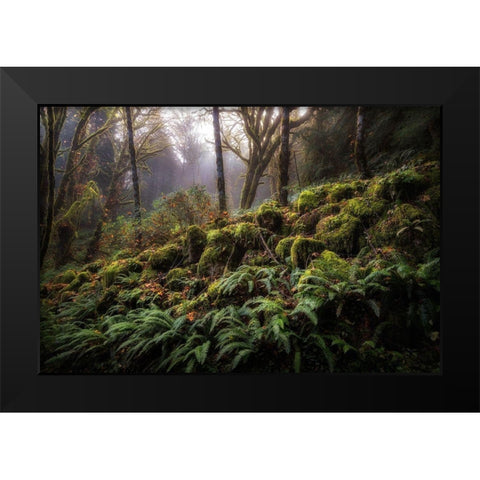 Fern Bank Black Modern Wood Framed Art Print by Head, Danny