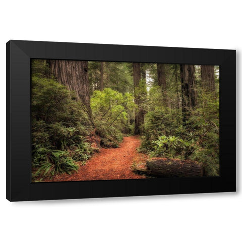 Redwood Trail Black Modern Wood Framed Art Print by Head, Danny