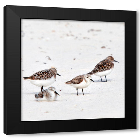 Resting Sandpipers Black Modern Wood Framed Art Print by Head, Danny
