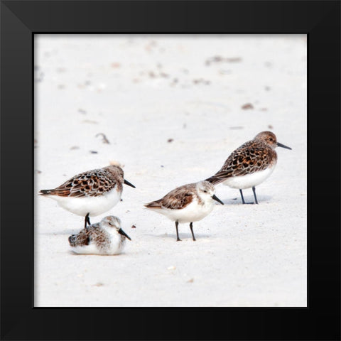 Resting Sandpipers Black Modern Wood Framed Art Print by Head, Danny