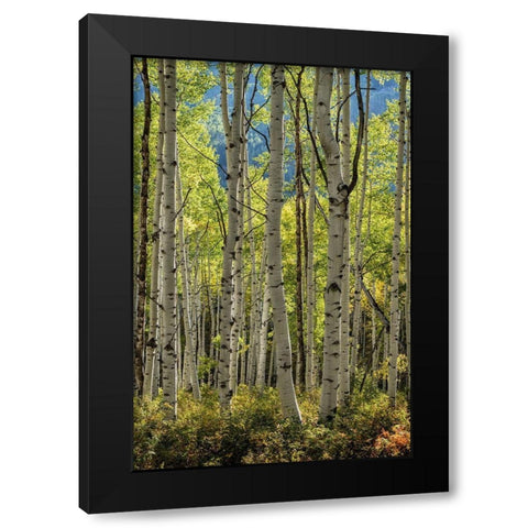 Aspen Trunks II Black Modern Wood Framed Art Print with Double Matting by Head, Danny