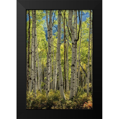 Aspen Trunks II Black Modern Wood Framed Art Print by Head, Danny