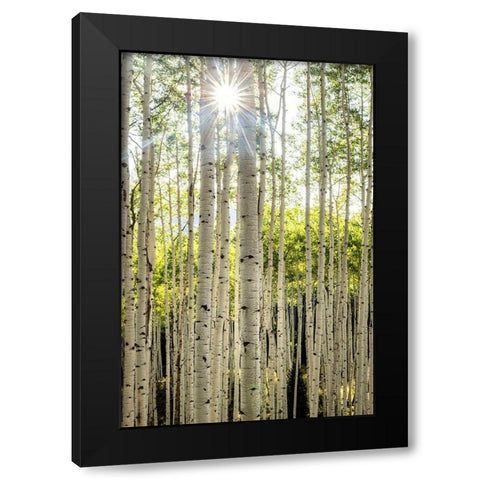 Aspen Trunks I Black Modern Wood Framed Art Print by Head, Danny