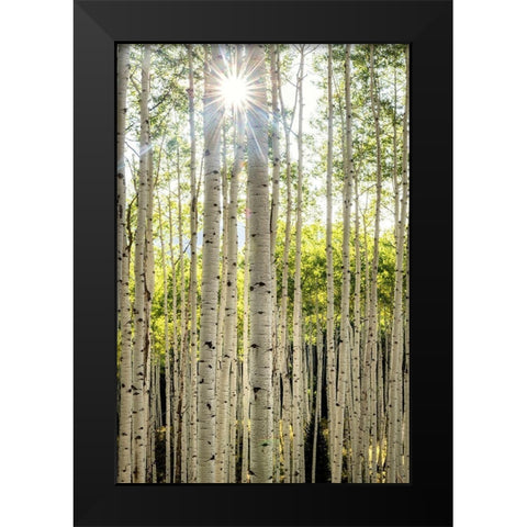 Aspen Trunks I Black Modern Wood Framed Art Print by Head, Danny