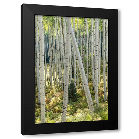 Aspen Trunks IV Black Modern Wood Framed Art Print with Double Matting by Head, Danny