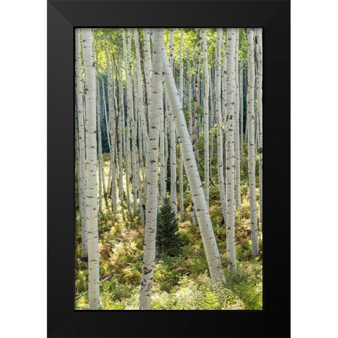 Aspen Trunks IV Black Modern Wood Framed Art Print by Head, Danny