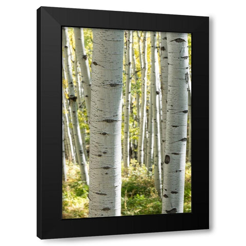Aspen Trunks III Black Modern Wood Framed Art Print by Head, Danny
