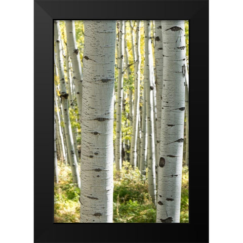 Aspen Trunks III Black Modern Wood Framed Art Print by Head, Danny