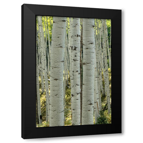 Aspen Trunks V Black Modern Wood Framed Art Print with Double Matting by Head, Danny