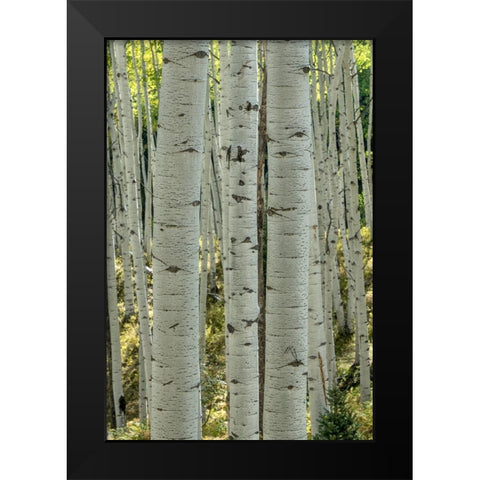 Aspen Trunks V Black Modern Wood Framed Art Print by Head, Danny