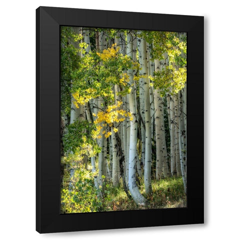 Aspen Trunks VI Black Modern Wood Framed Art Print with Double Matting by Head, Danny