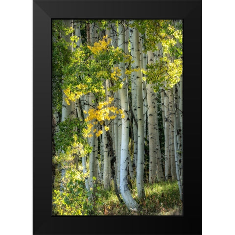 Aspen Trunks VI Black Modern Wood Framed Art Print by Head, Danny
