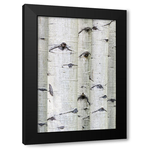 Aspen Eyes Black Modern Wood Framed Art Print by Head, Danny