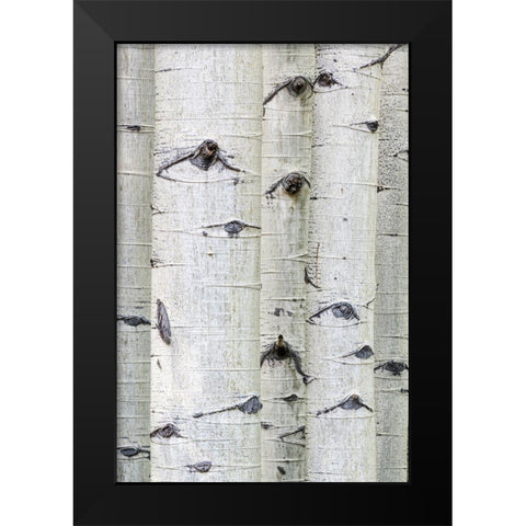 Aspen Eyes Black Modern Wood Framed Art Print by Head, Danny