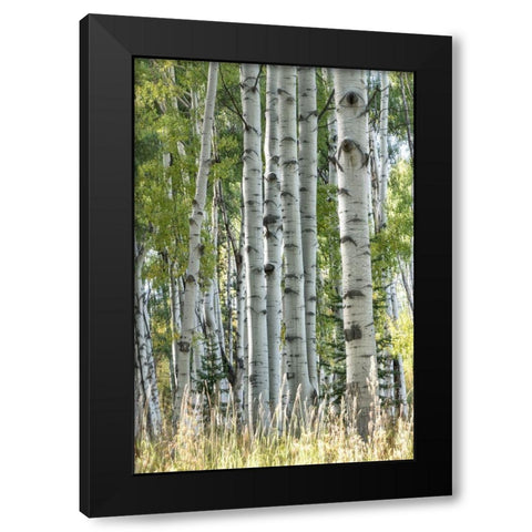 Aspen Trunks VII Black Modern Wood Framed Art Print by Head, Danny